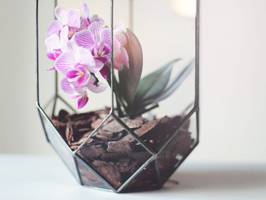 large orchid planter