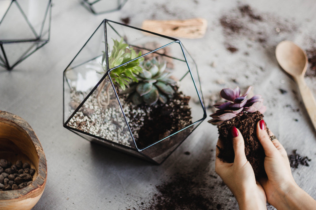 How to Plant a Terrarium | Waen