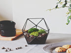 geometric terrarium