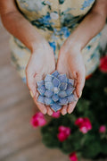 Stained Glass Succulent & Magnolia Ring Dish