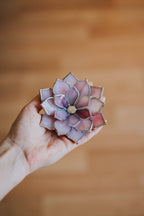 stained-glass-moonstone-blue-gray-purple-succulent-ring-dish-by-waen