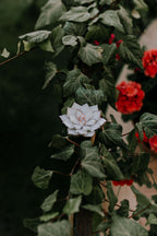 stained-glass-white-floral-succulent-wedding-ring-dish-by-waen